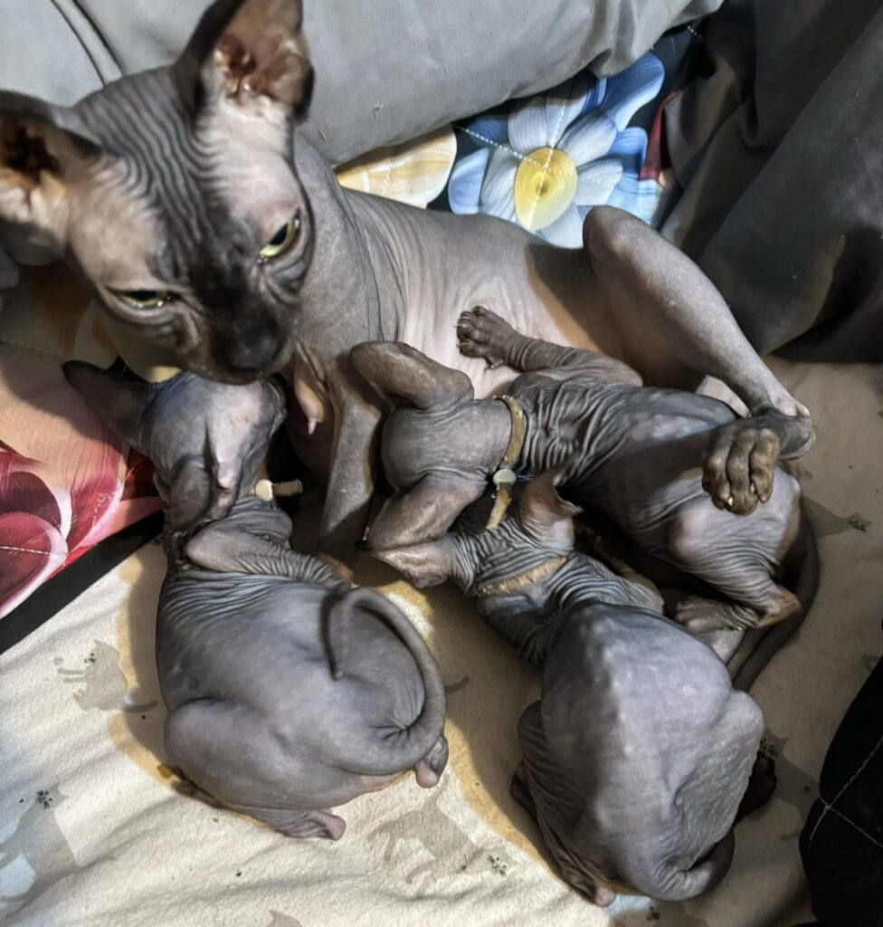 462110675_1064878302306272_8063236867542458801_n