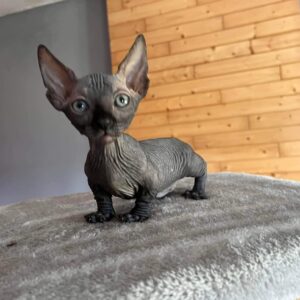 Sphynx bambino for sale