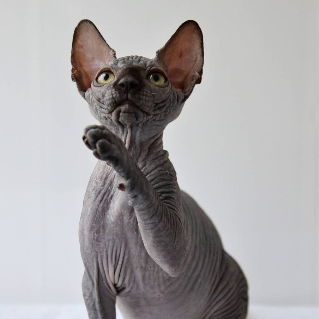 Snapinsta.app_194426619_817971502430857_4613205292036868787_n_1080