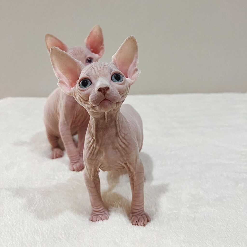 Snapinsta.app_348482247_901916204236474_5234907578770913563_n_1080