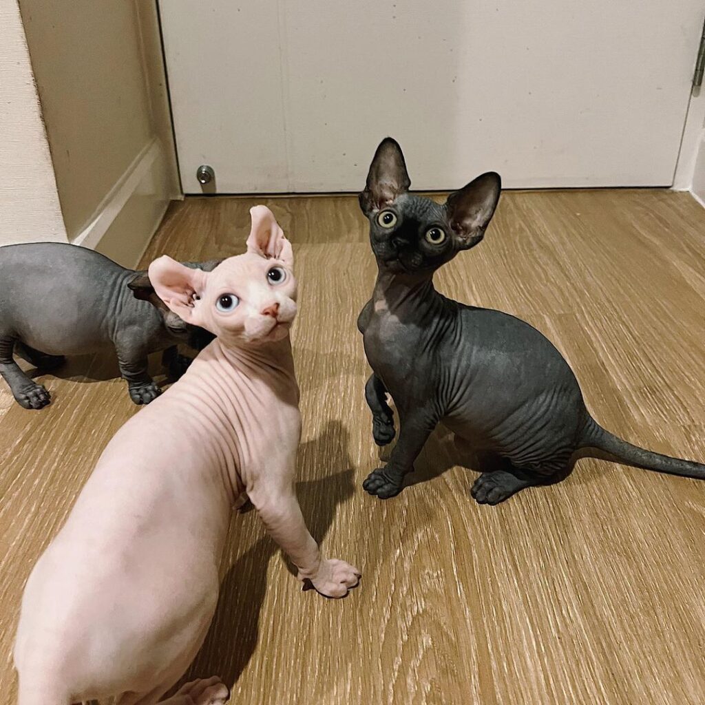 Snapinsta.app_351285206_196830356646406_1181766270999163667_n_1080