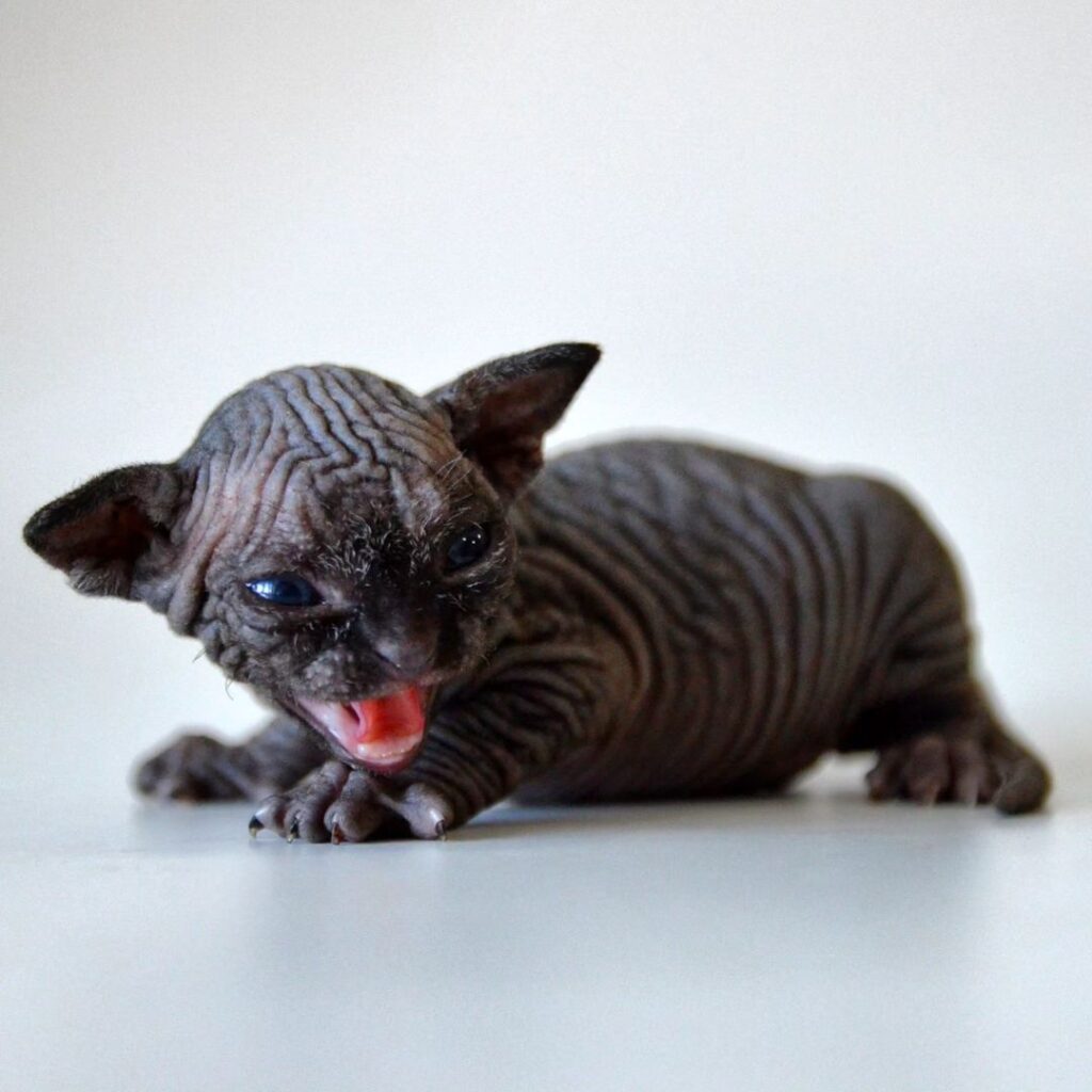 Snapinsta.app_418012067_7428687877141532_3627104474628957579_n_1080 Sphynx Reservation