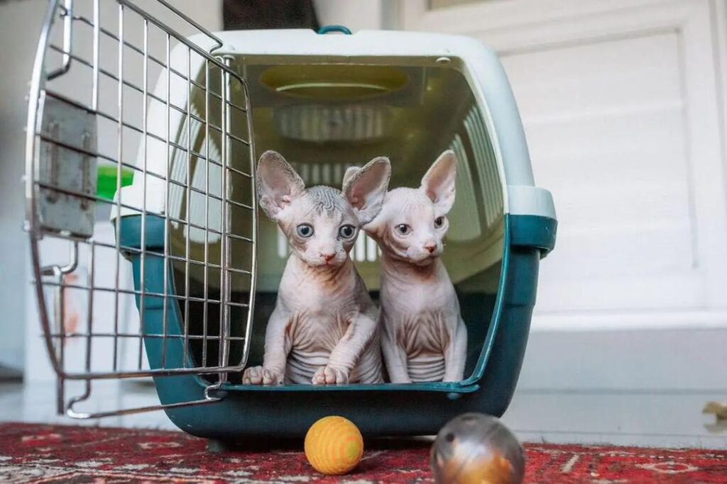 Sphynx cat Breed