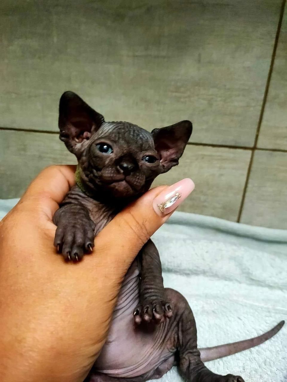 Black Sphynx Kitten - Image 2