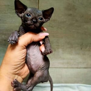 Black Sphynx Kitten for Sale