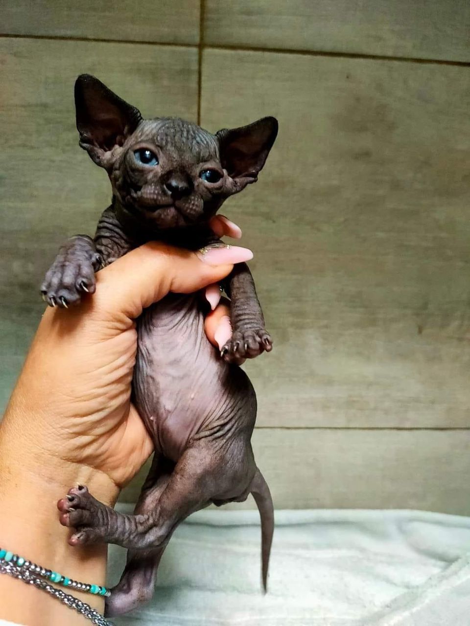 Black Sphynx Kitten for Sale