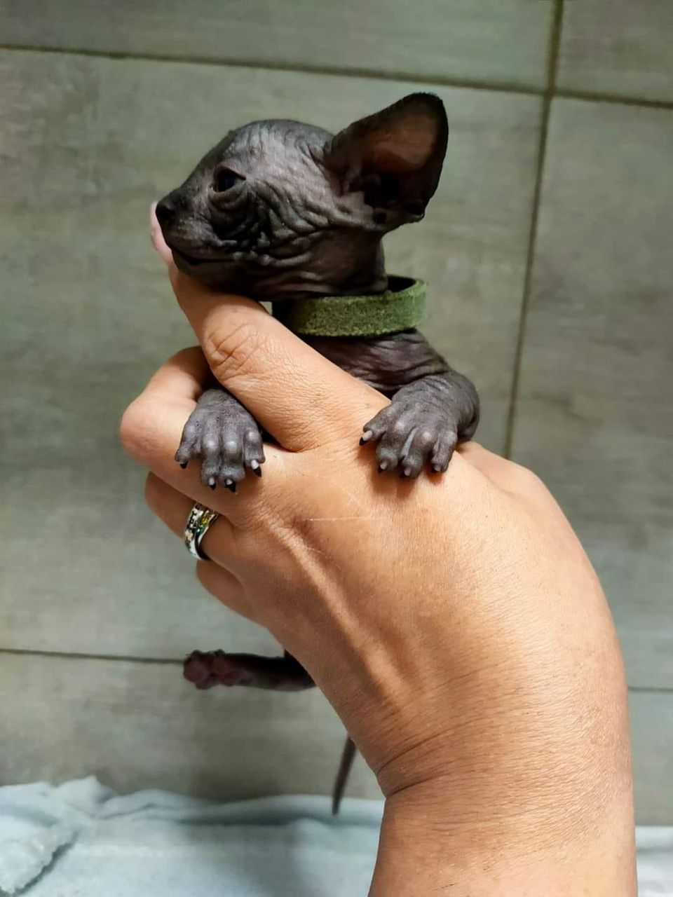 Black Sphynx Kitten - Image 3