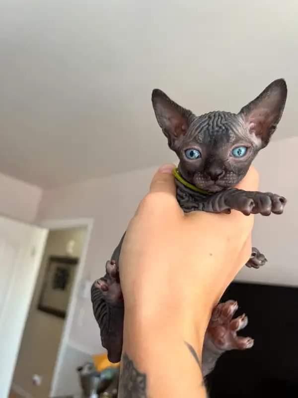 Chocolate Sphynx kitten - Image 3