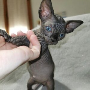 Chocolate Sphynx Kitten for Sale