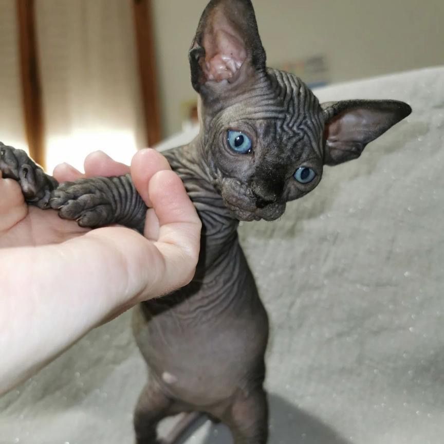 Chocolate Sphynx Kitten for Sale
