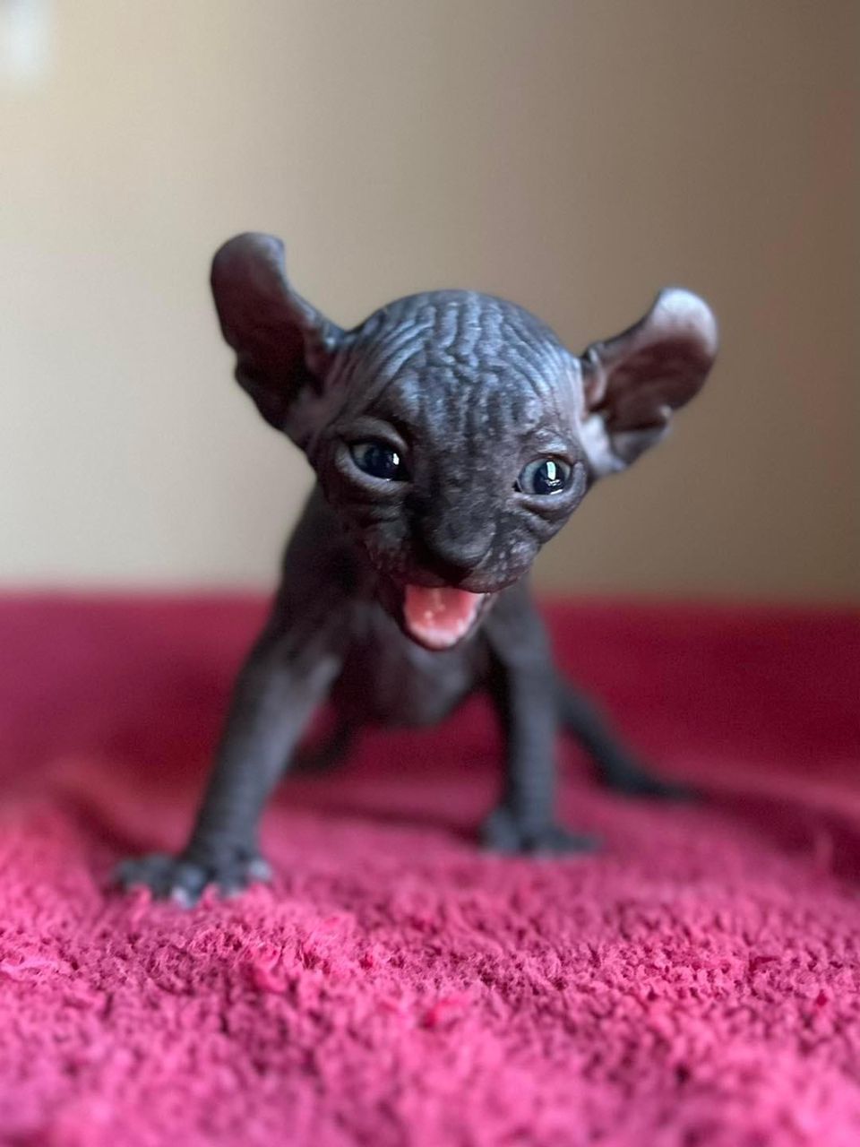 Black Sphynx Elf
