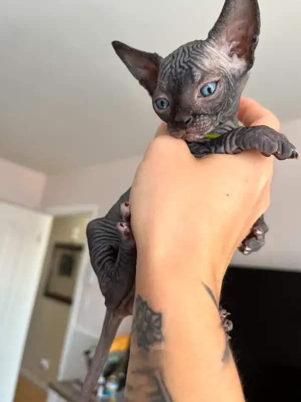 Chocolate Sphynx kitten - Image 2