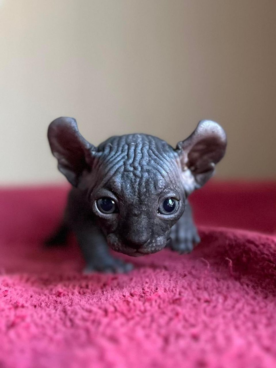 Black Sphynx Elf - Image 2