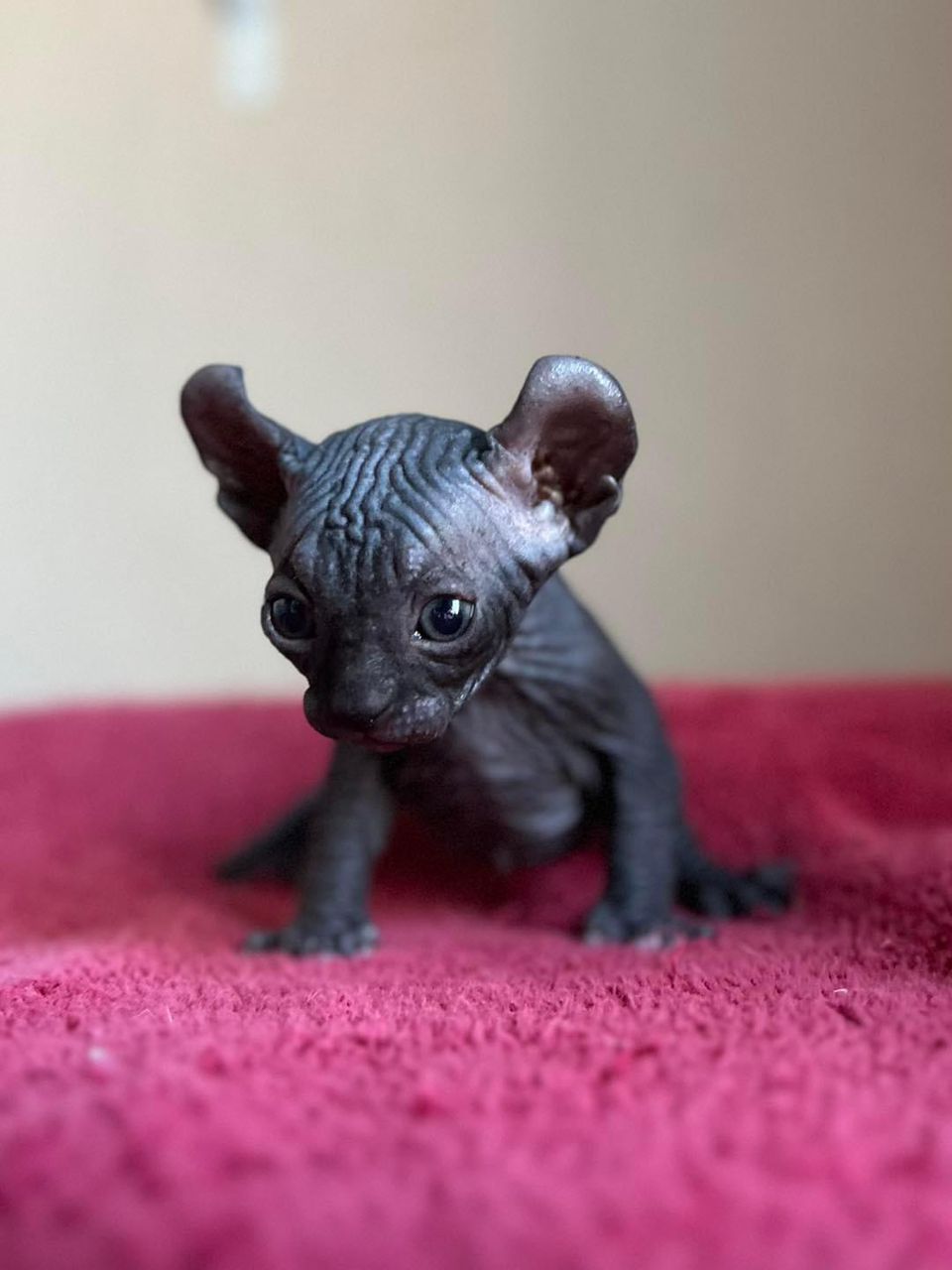 Black Sphynx Elf - Image 3