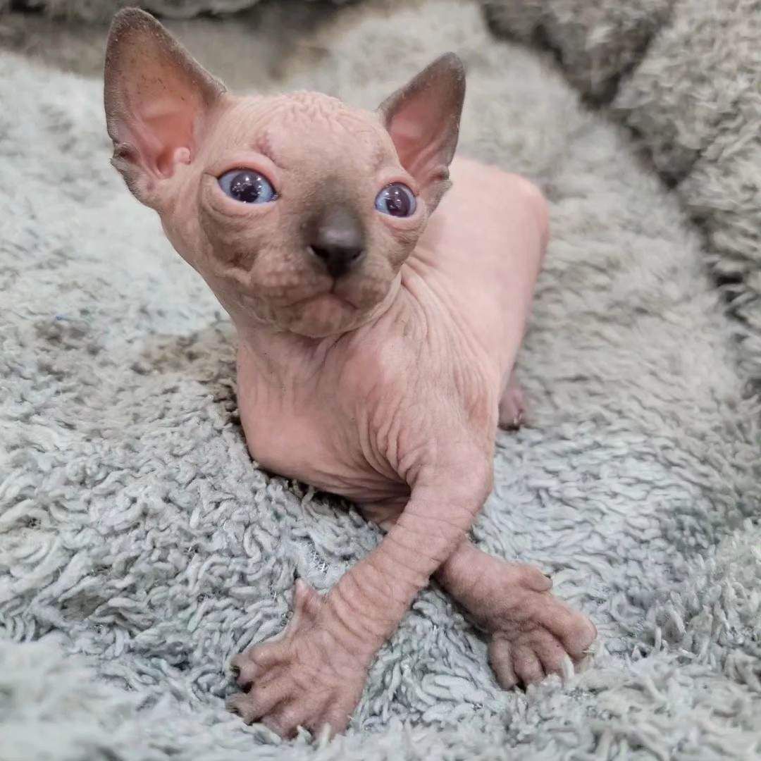 Seal point sphynx kitten for sale