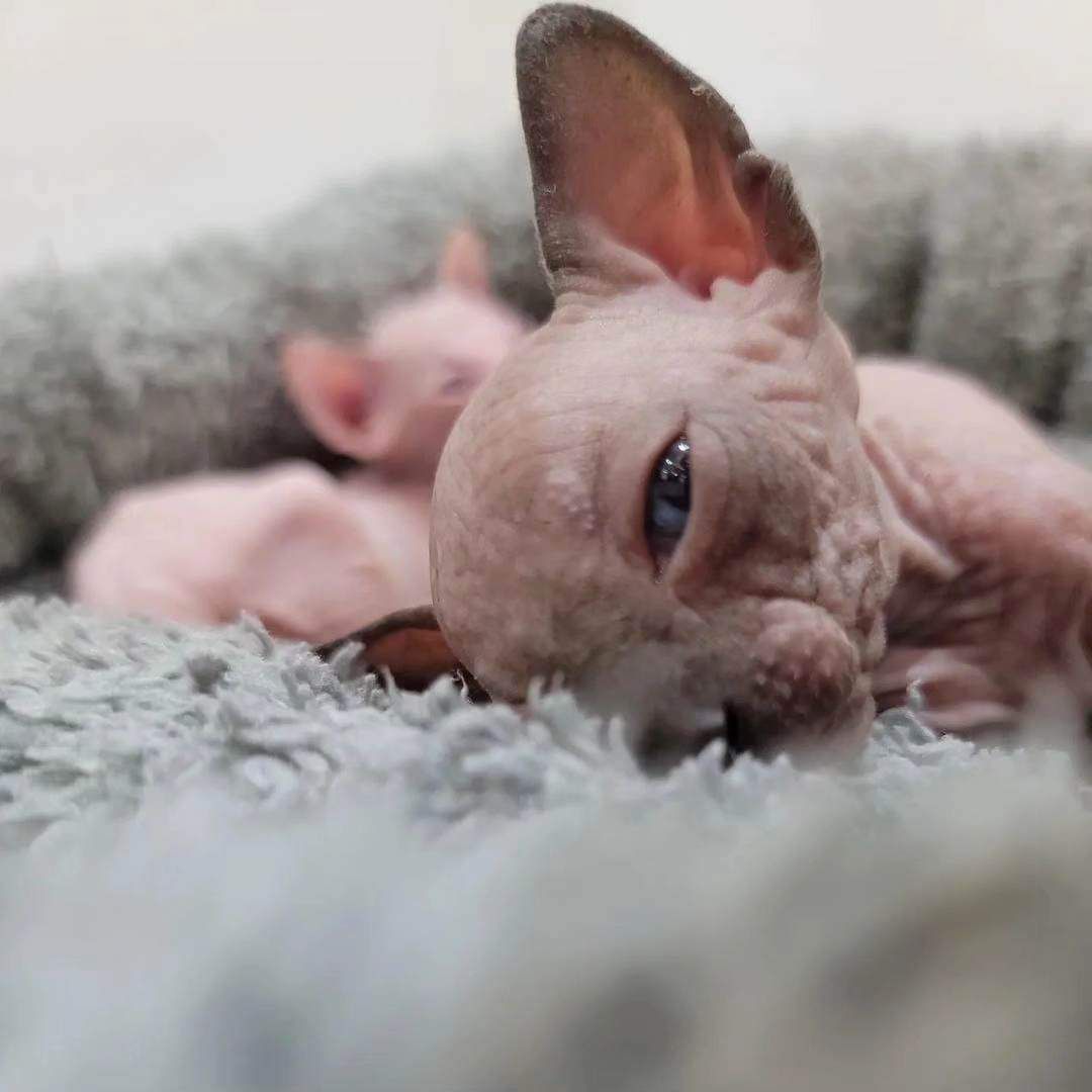 Seal point sphynx kitten for sale