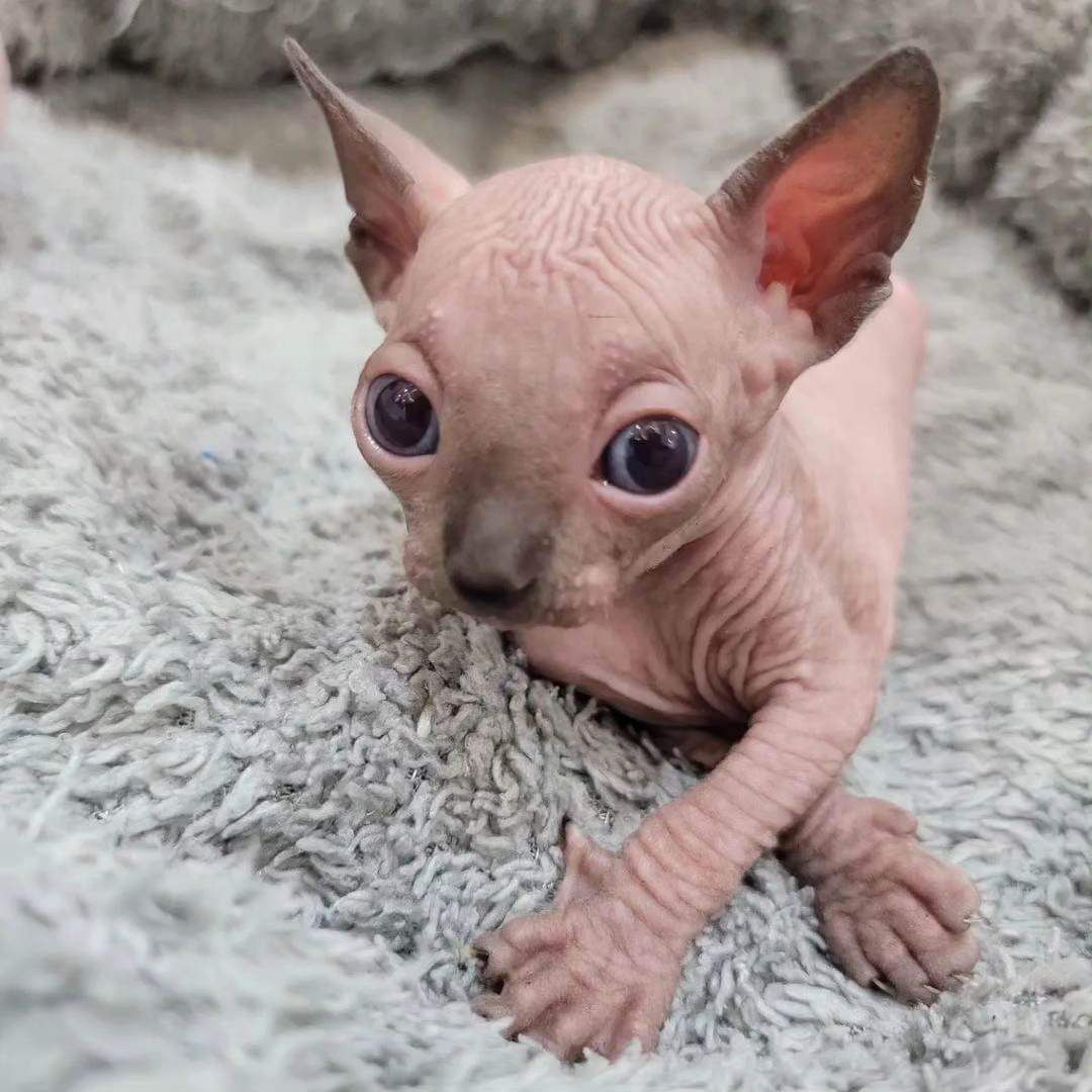 Cindy - Seal Point Sphynx Kitten for sale- Ready for Love - Image 2