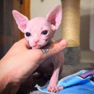 White Sphynx Kitten for Sale