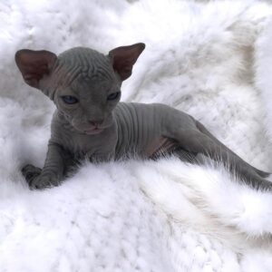 Blue Sphynx kitten for adoption from champion lines