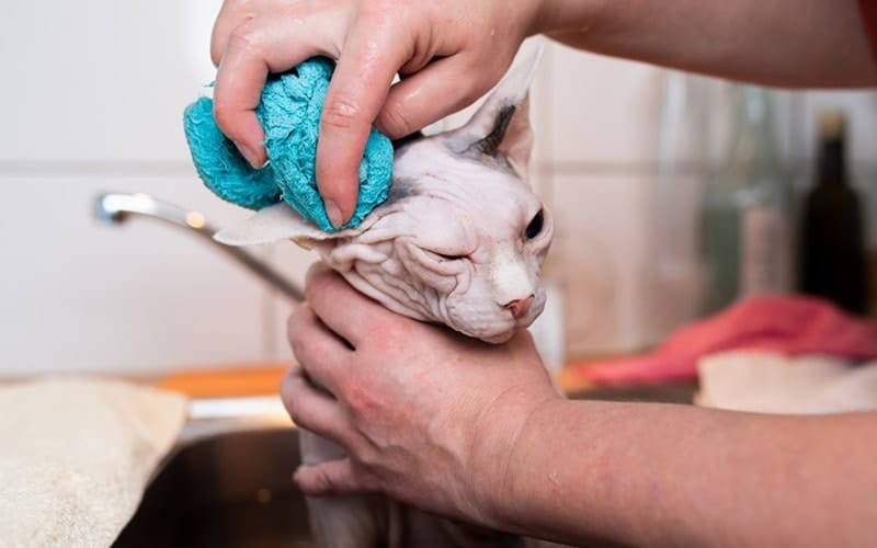 sphynx-cat-taking-a-bath-in-the-kitchen-sink_Nils-Jacobi_Shutterstock